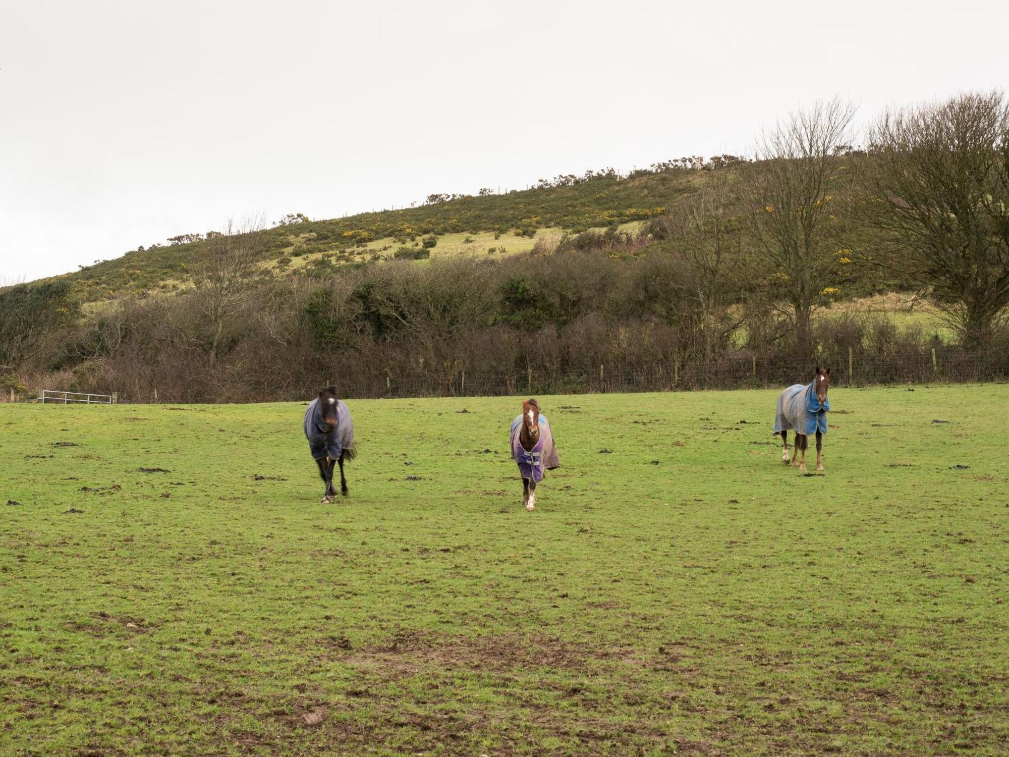 Shepherds Rest Llangrannog エクステリア 写真